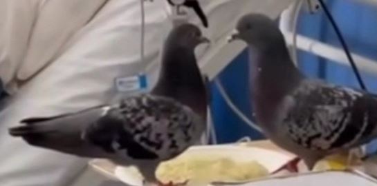 Περιστέρια τρώνε το φαγητό ασθενούς σε νοσοκομείο (video)