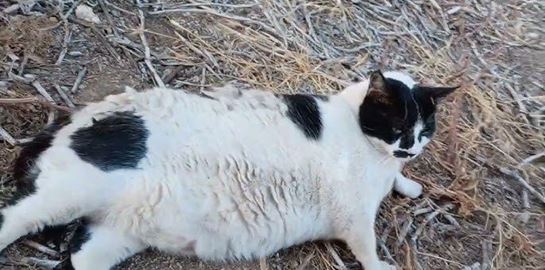 Chonkus Maximus: Ο διάσημος γάτος της Κρήτης έχει αποκτήσει status Pokémon