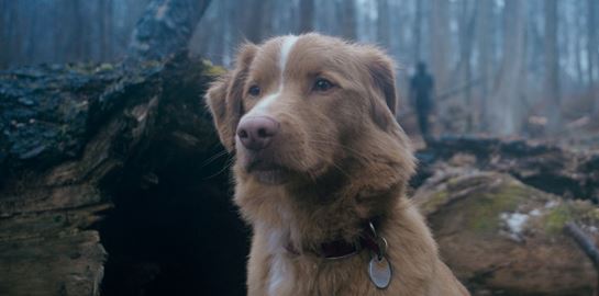 Σε αυτήν την ταινία τρόμου πρωταγωνιστεί ένας σκύλος σε ένα στοιχειωμένο σπίτι