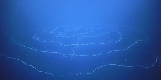 Μόλις ανακαλύφθηκε το πιο μακρύ πλάσμα του πλανήτη