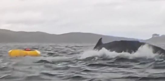 Φάλαινα κατάπιε άνθρωπο σε καγιάκ και το έχουμε σε βίντεο