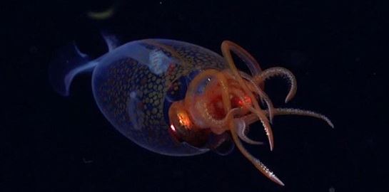 Το κολοσσιαίο καλαμάρι τελικά δεν είναι μύθος-Δείτε βίντεο