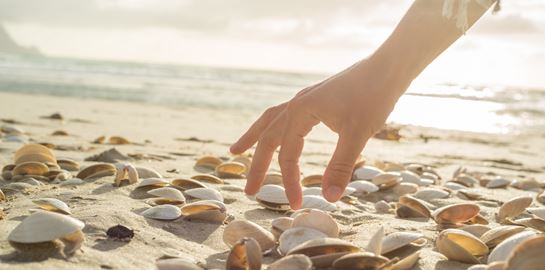 Γιατί δεν πρέπει να μαζεύουμε κοχύλια από την παραλία, σύμφωνα με την επιστήμη