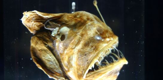 O &quot;μαύρος διάβολος&quot; βγήκε στην επιφάνεια και υπάρχει video