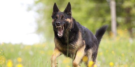 Τι πρέπει να κάνεις αν σε πλησιάσει επιθετικός σκύλος