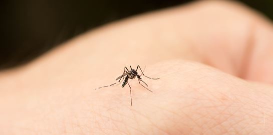 Οι 2 μοναδικοί τρόποι για να απαλλαγείς απ&#39; τα κουνούπια