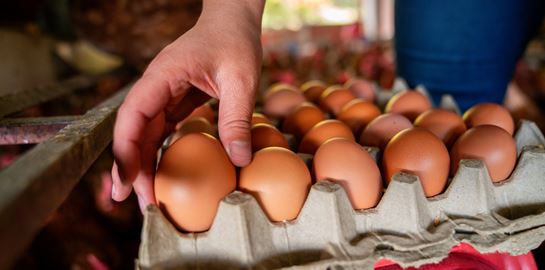 Τι συμβαίνει με τις επικίνδυνες χημικές ουσίες που βρέθηκαν στα ελληνικά αυγά