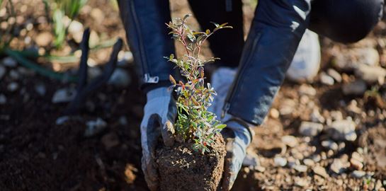 Η Παπαστράτος φυτεύει 70.000 δέντρα