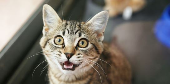 Γιατί νιαουρίζει συνέχεια η γάτα σου;