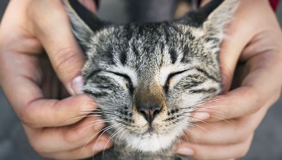 Ο εγκέφαλος της γάτας μικραίνει, οι επιστήμονες ανησυχούν