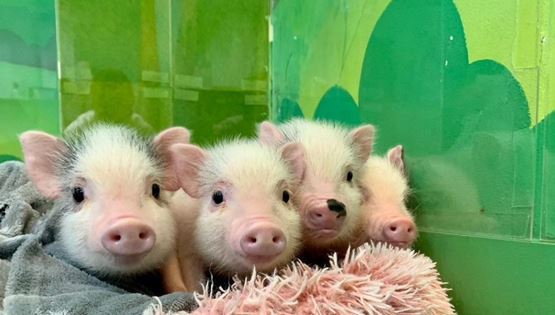 Στην Ιαπωνία υπάρχουν μπαρ γεμάτα γουρουνάκια