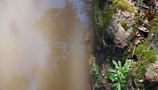 Ένας Αμαζόνιος στην Αθήνα