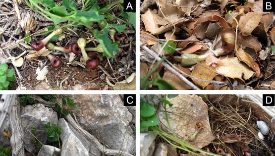 Ανακαλύφθηκε ελληνικό λουλούδι που μυρίζει σαν ψόφιο έντομο