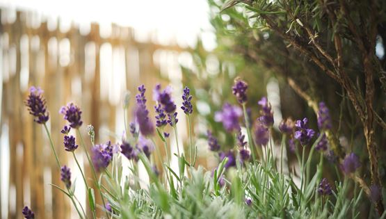 7 σωτήρια φυτά για τις επιδρομές των κουνουπιών