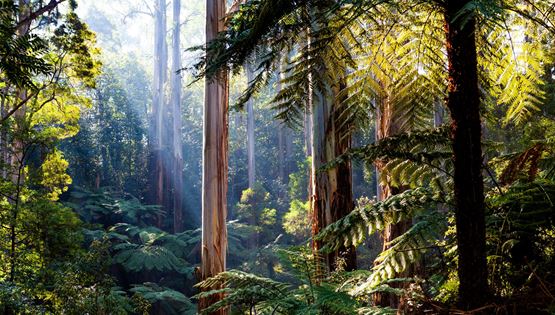 Η δύναμη της φύσης στην ανθρώπινη υγεία
