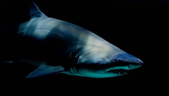 Όρκα εναντίον καρχαρία