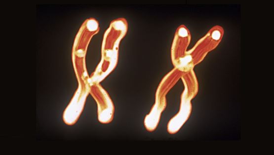 Πόσο ζυγίζει ένα ανθρώπινο χρωμόσωμα