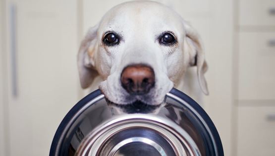 Τελικά, πόσες φορές την ημέρα πρέπει να ταΐζεις τον σκύλο σου;