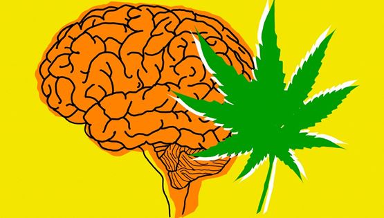 Όσα πρέπει να γνωρίζεις για την κάνναβη