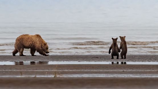 Σκοτώνοντας νεογέννητες αρκούδες στις φωλιές τους