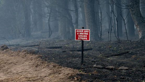 Τα δέντρα του πλανήτη κάνουν ό,τι μπορούν