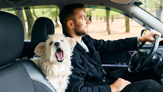 Η σωστή θέση του σκύλου στο αυτοκίνητο για να είναι πιο χαλαρός