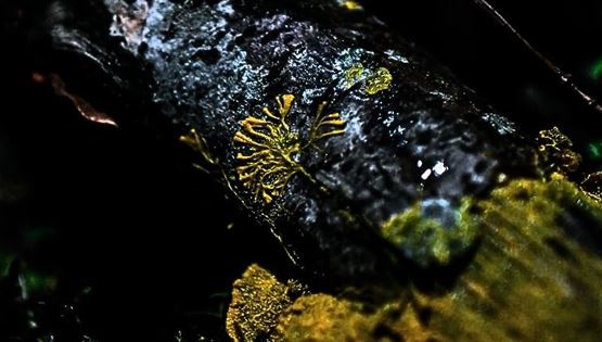 Ένα μανιτάρι έλυσε το πρόβλημα της Ιαπωνίας