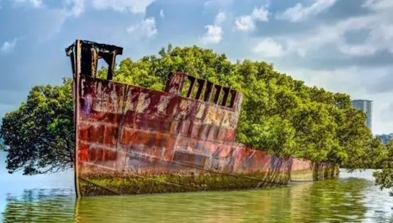 Σε άλλα νέα, στην Αυστραλία ένα ναυάγιο άνθισε και έγινε κήπος