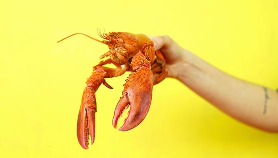 Ο αστακός και μία γαστρονομική σύγχυση