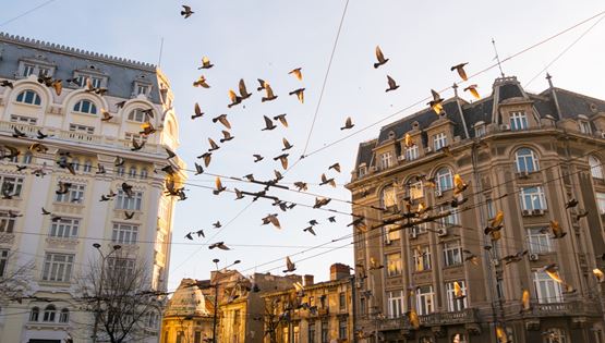 Η πανδημία άλλαξε ρεπερτόριο στα πτηνά, στην κυριολεξία