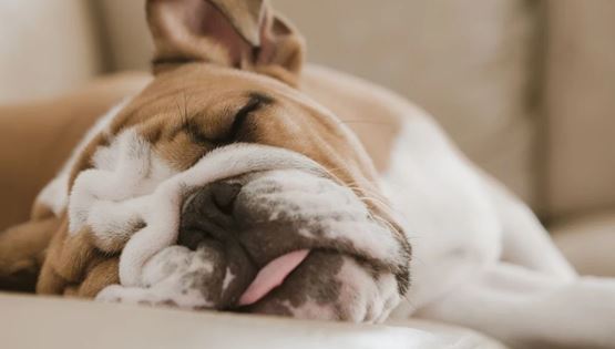 8 ράτσες σκύλων που λατρεύουν τον ύπνο