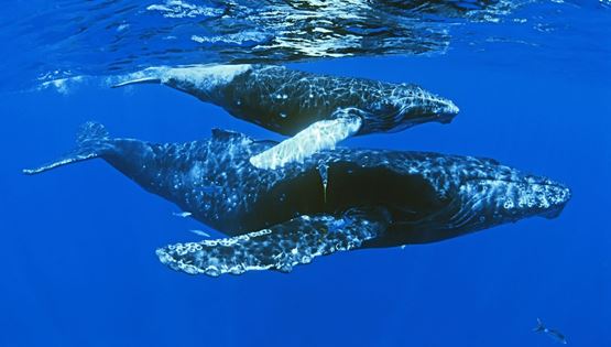 Τα πιο επικερδή ντοκιμαντέρ όλων των εποχών