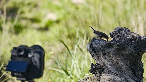 Ευχάριστα νέα από την Nikon Z 9 και την έκδοση 4.00 του firmware