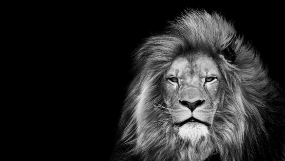 Μερικοί άντρες πιστεύουν πως μπορούν να κερδίσουν (!) ένα λιοντάρι