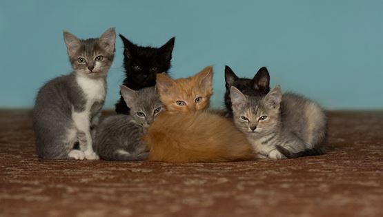 Αυτή είναι η πιο έξυπνη ράτσα γάτας στον κόσμο