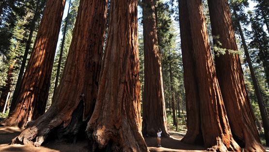 Το ψηλότερο δέντρο στον κόσμο δε δέχεται επισκέπτες