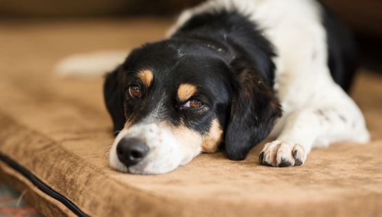 Μία αινιγματική ασθένεια προσβάλλει τους σκύλους στις ΗΠΑ