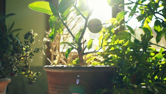 Τα φυτά στρεσάρονται, και δεν κάνουμε πλάκα