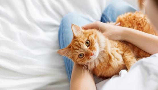 Γιατί ακούνε οι γάτες στο "ψι ψι ψι"