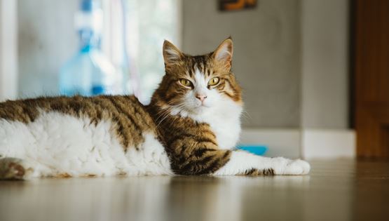 Ιάπωνες έφτιαξαν εφαρμογή που εντοπίζει αν πονάει μία γάτα