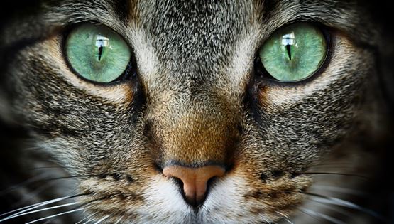 Έτσι βλέπουν τον κόσμο τα ζώα