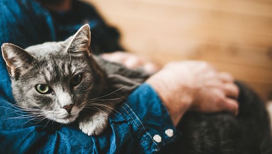 Οι cat lovers δικαιώνονται, οι γάτες είναι τα καλύτερα αγχολυτικά