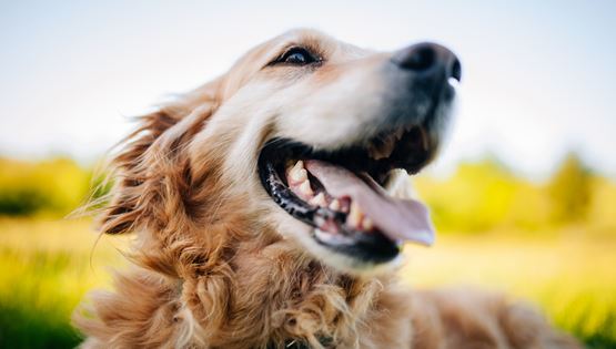 Πώς να καταλάβεις αν ο σκύλος σου είναι χαρούμενος