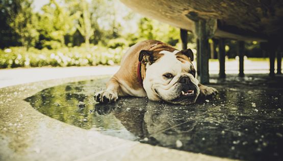 Προστατεύοντας τον σκύλο σου από τον καύσωνα