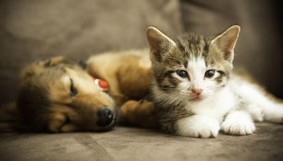 Πώς θα βοηθήσεις το κατοικίδιό σου να ζήσει ως τα βαθιά γεράματα