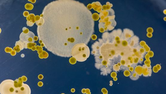 Ένας μύκητας 'σπέρνει' τον πανικό στα νοσοκομεία. Αλλά γιατί;