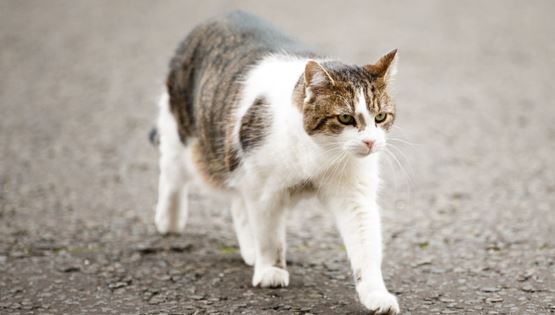 Larry, ο viral γάτος της Downing Street σε νέες περιπέτειες