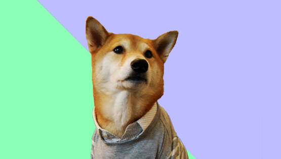 Influencers αλλά με 4 πόδια