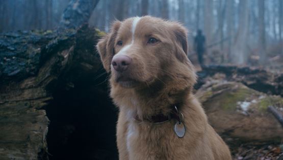 Σε αυτήν την ταινία τρόμου πρωταγωνιστεί ένας σκύλος σε ένα στοιχειωμένο σπίτι