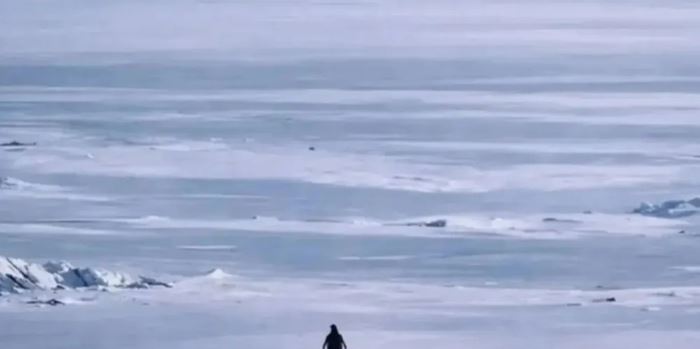 Αυτή είναι ιστορία του πιο viral πιγκουίνου στο ίντερνετ-Γιατί κατέκλυσε τα social media